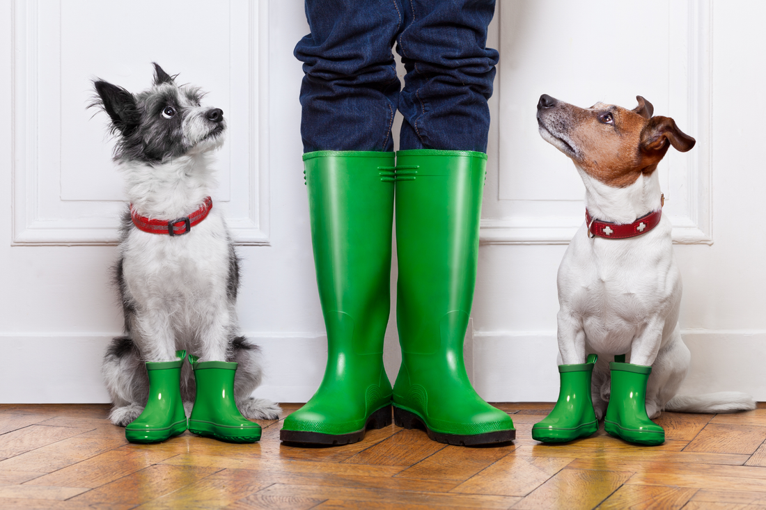 How to Keep Your Dog Calm This St. Patrick’s Day with Doggie Shusher