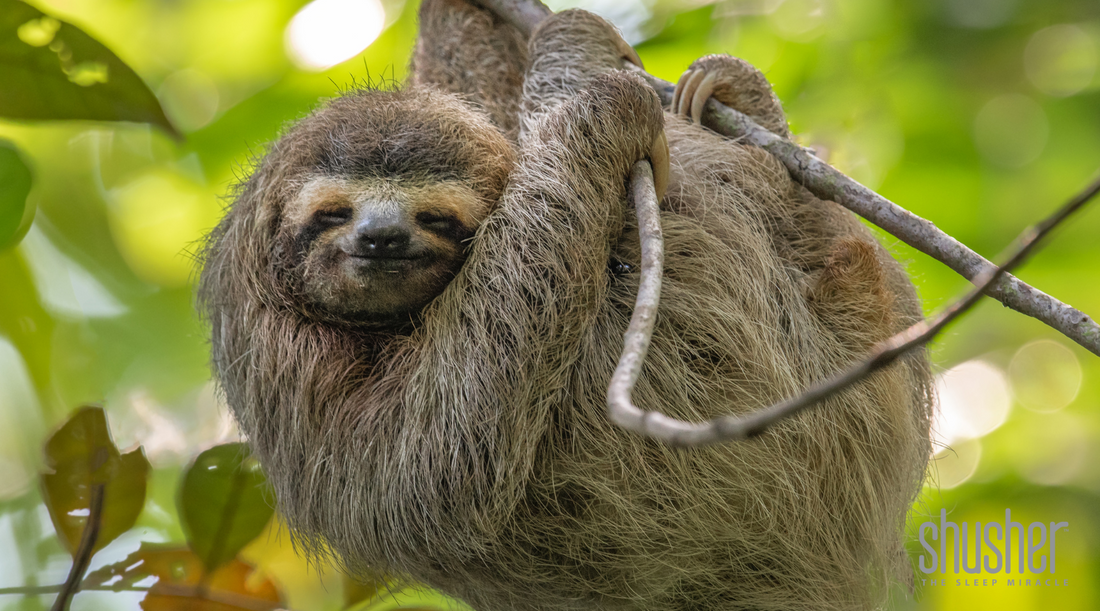 The Rise of the Sloth Craze: Why Every Mom Needs the New Baby Shusher Sloth